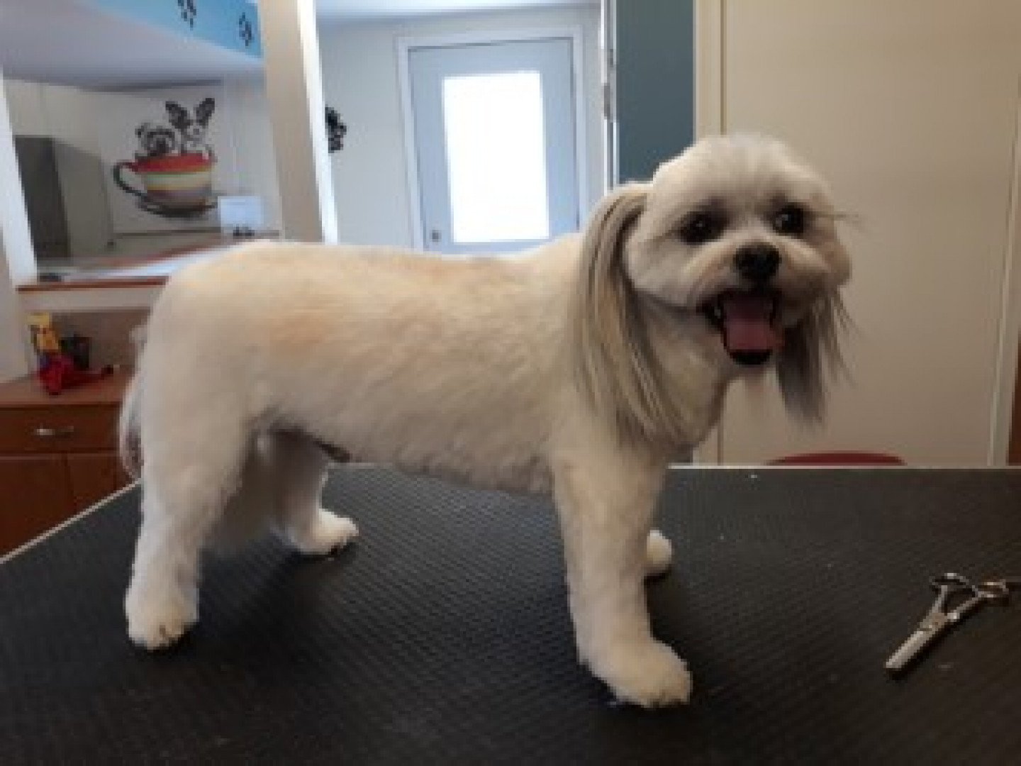 Grooming Stonington Kennels